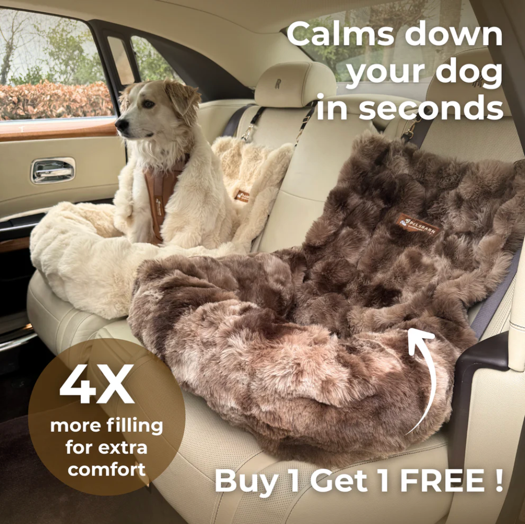 Dog Car Seat