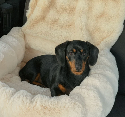 Dog Car Seat